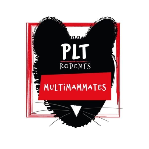 PLT Multi Mammate Mice - Ex Breeder 60g+ are also known as African soft‑furred rats, Mastomys, or ASFs — are a slightly larger African species of feeder mouse that many keepers use to help stimulate feeding in fussy Royal Pythons and other snakes.