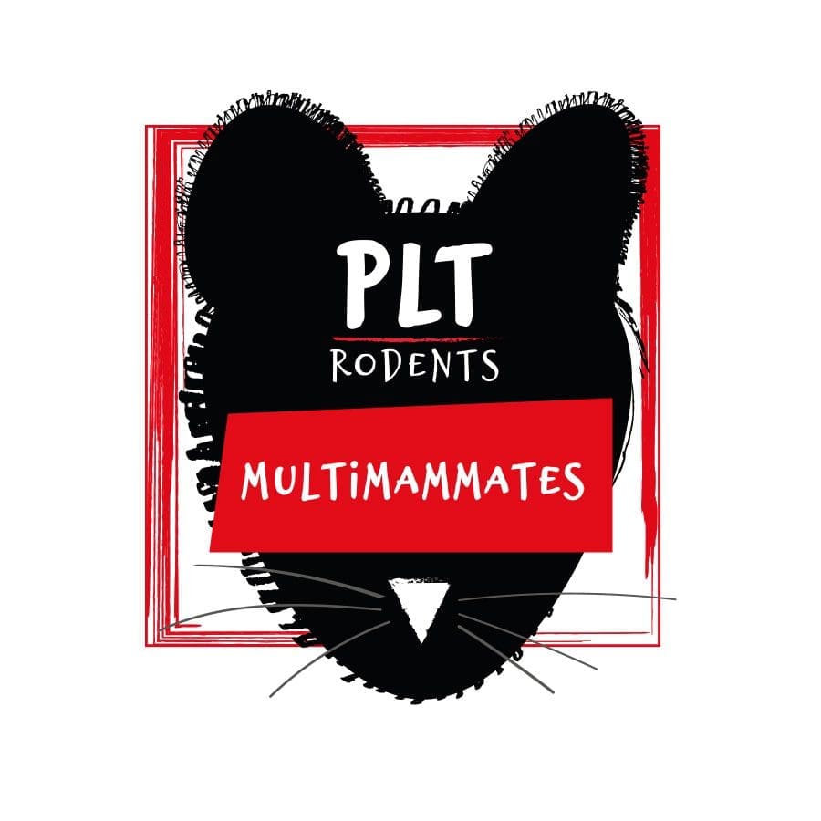 PLT Multi Mammate Mice - Ex Breeder 60g+ are also known as African soft‑furred rats, Mastomys, or ASFs — are a slightly larger African species of feeder mouse that many keepers use to help stimulate feeding in fussy Royal Pythons and other snakes.