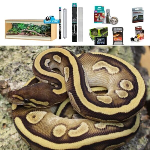 Royal Python Set Up - Large