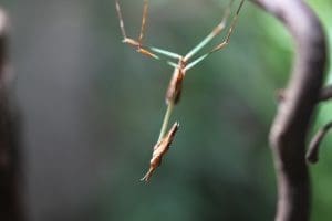 Alien Head Mantis