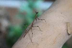 Cat Eye Mantis