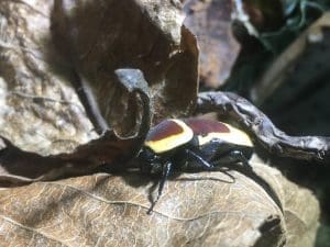 sun beetle 6a