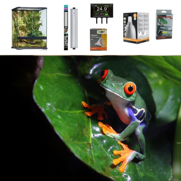 Red Eyed Tree Frog Terrarium Set Up - Medium