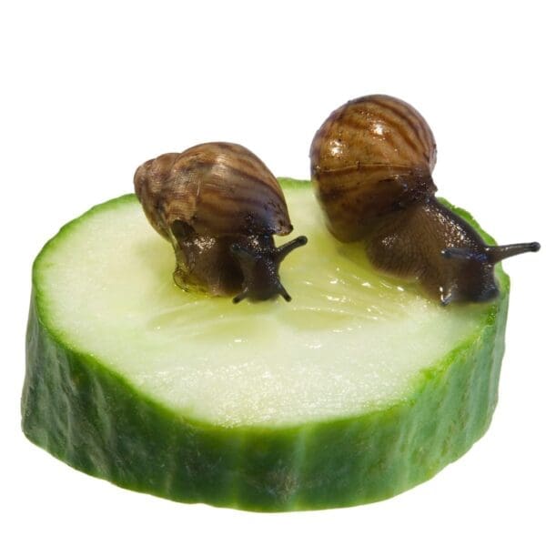 Snails