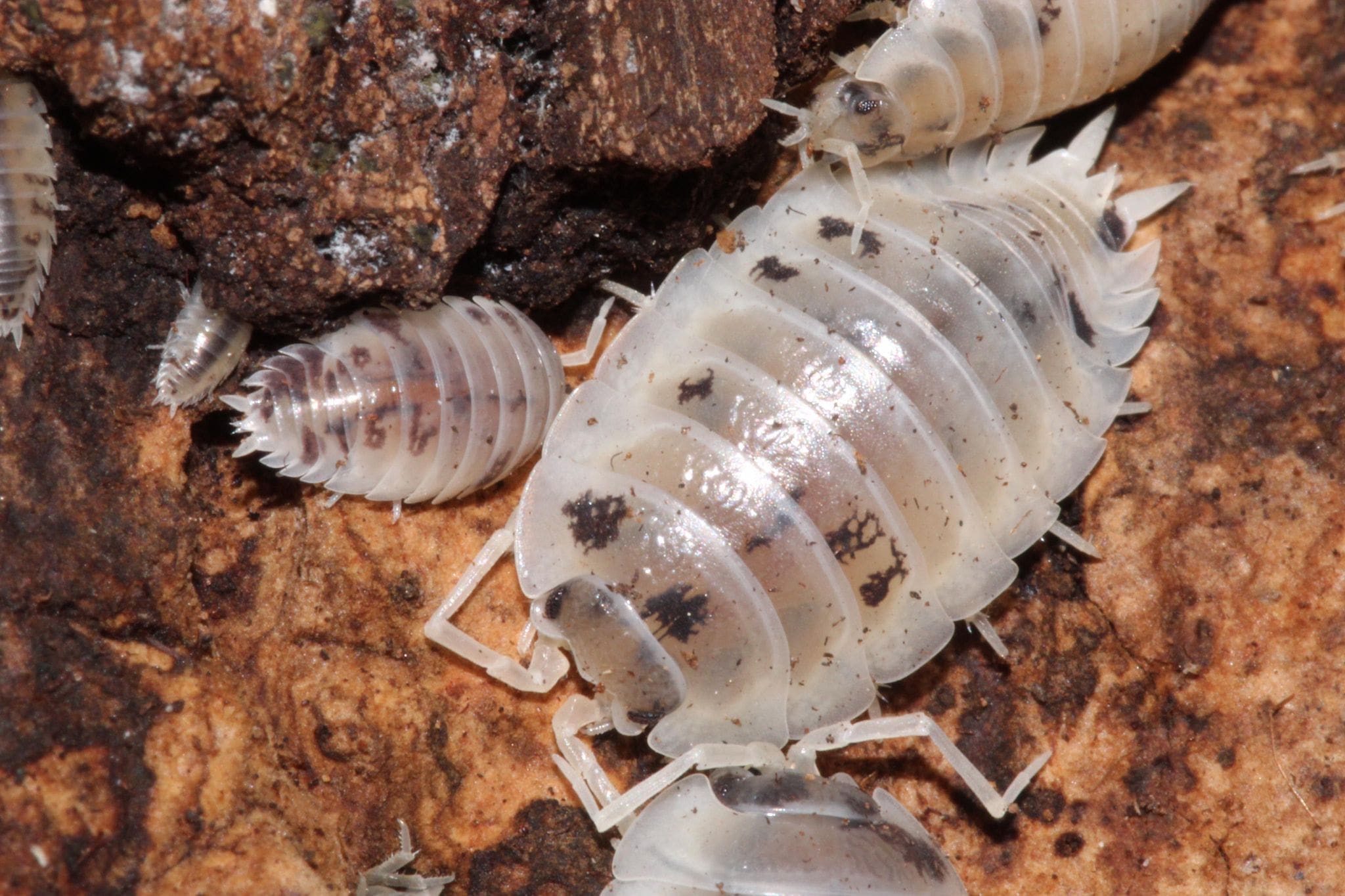 Dairy Cow Isopods