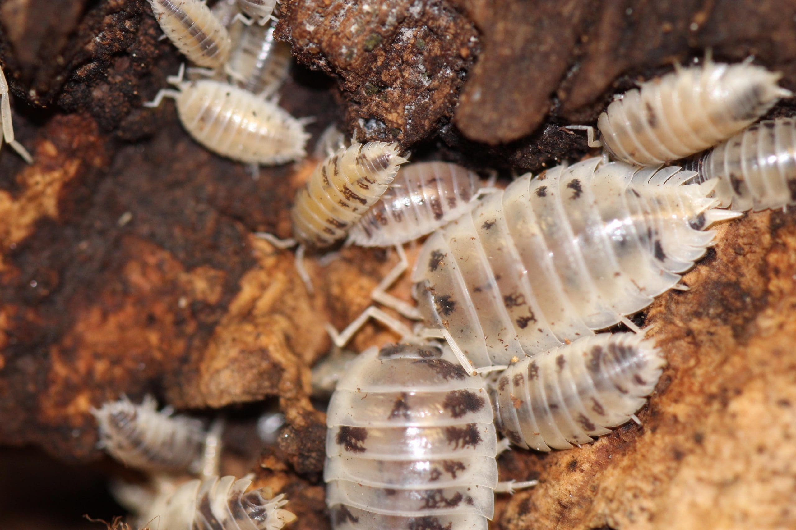 Dairy Cow Isopods - Image 2