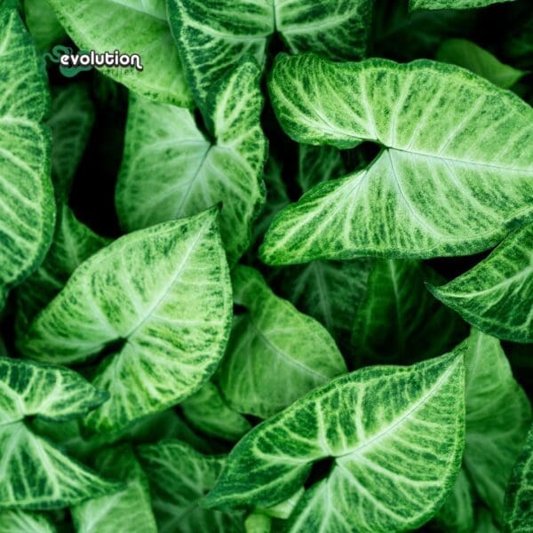 Arrowhead Vine - Syngonium