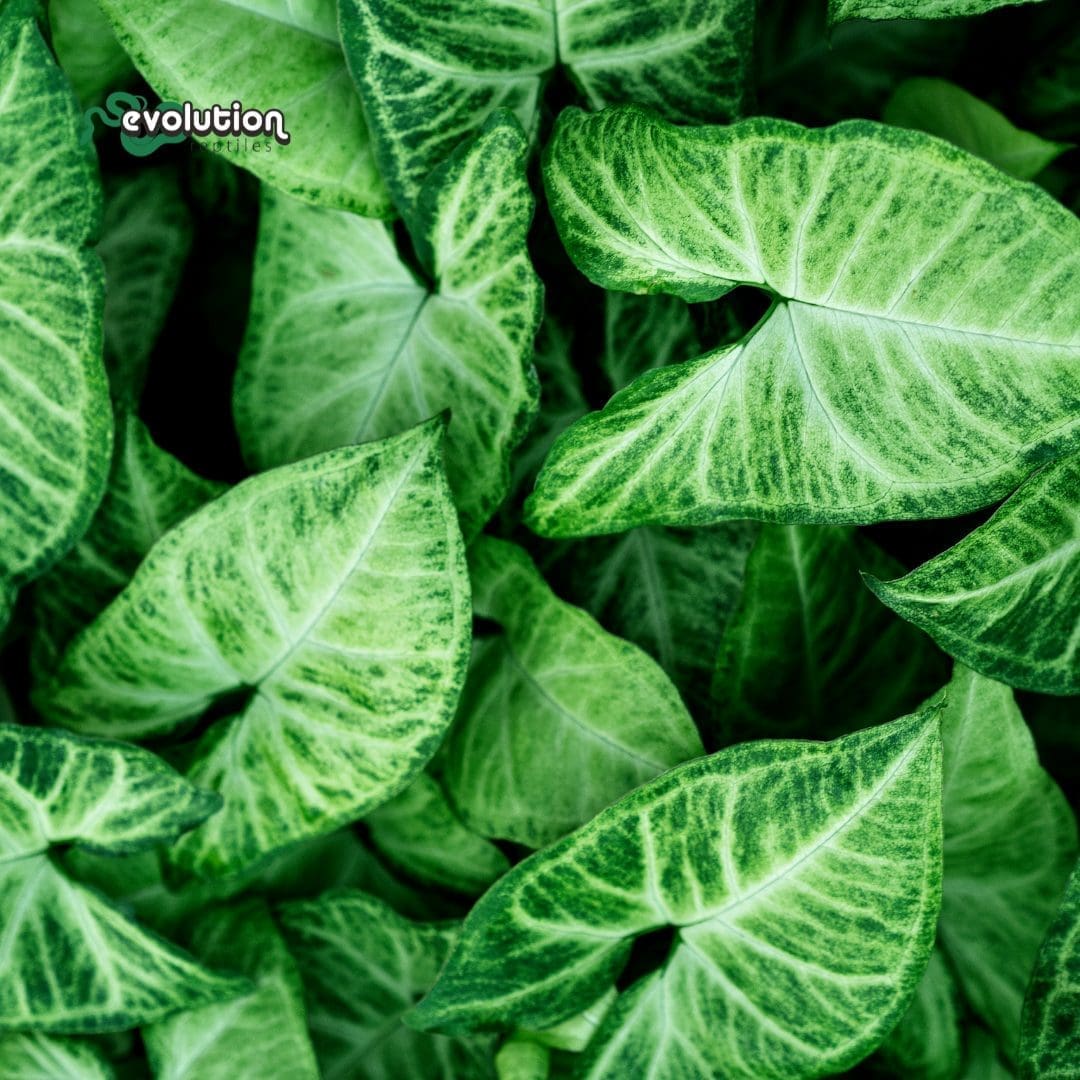 Arrowhead Vine - Syngonium