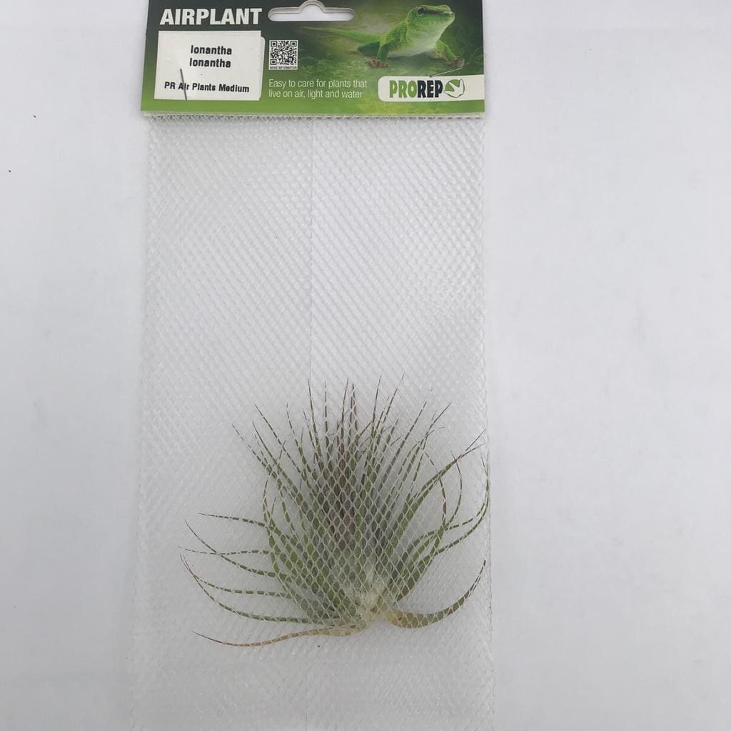 Airplant Medium Ionantha ionantha