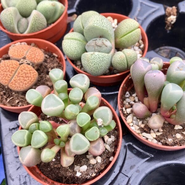 Living Stone (small) (Lithops sp)
