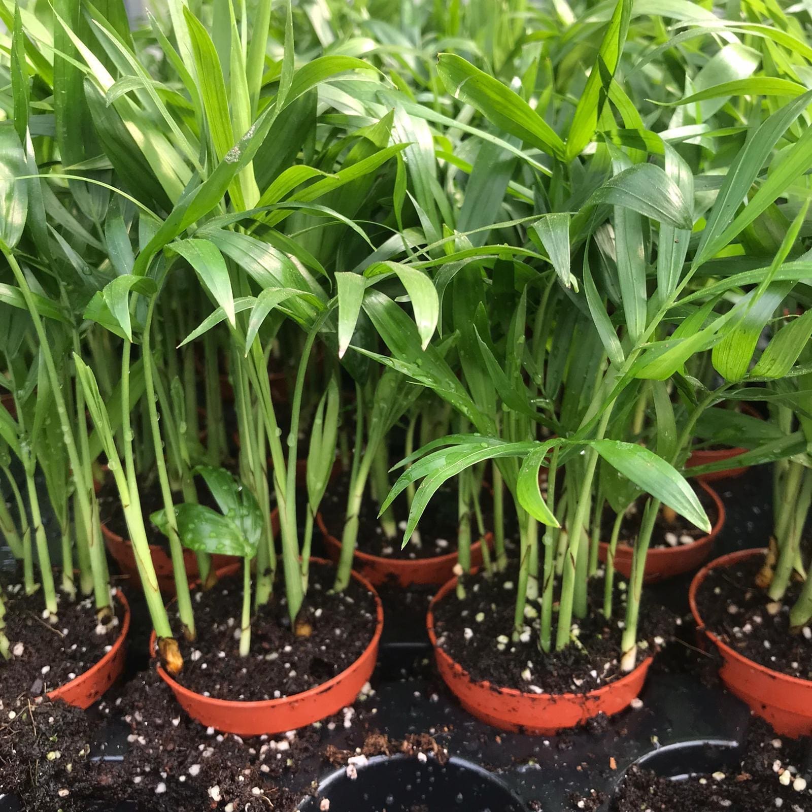 Parlour Palm (Medium) - (Chamaedorea elegans)