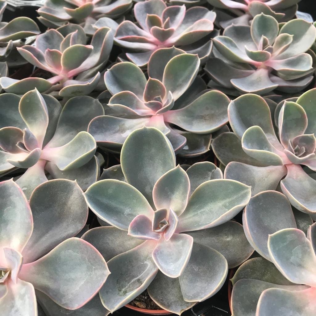 Purple Echeveria (Large)