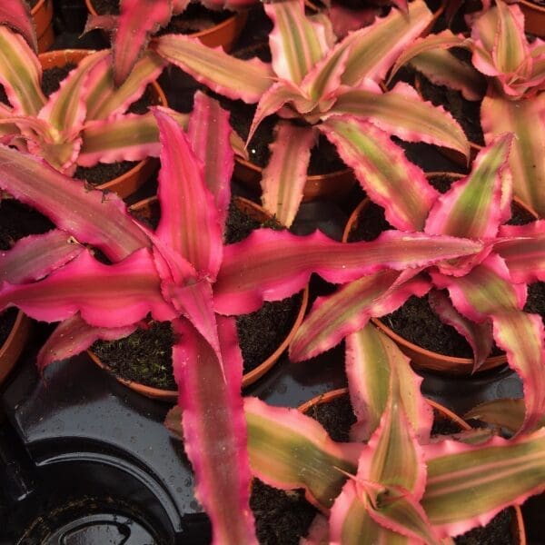 Earth Star (small) - (Cryptanthus Sp.)