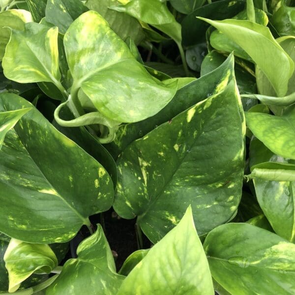 Devils Ivy (LARGE) - (Epipremnum aureum)