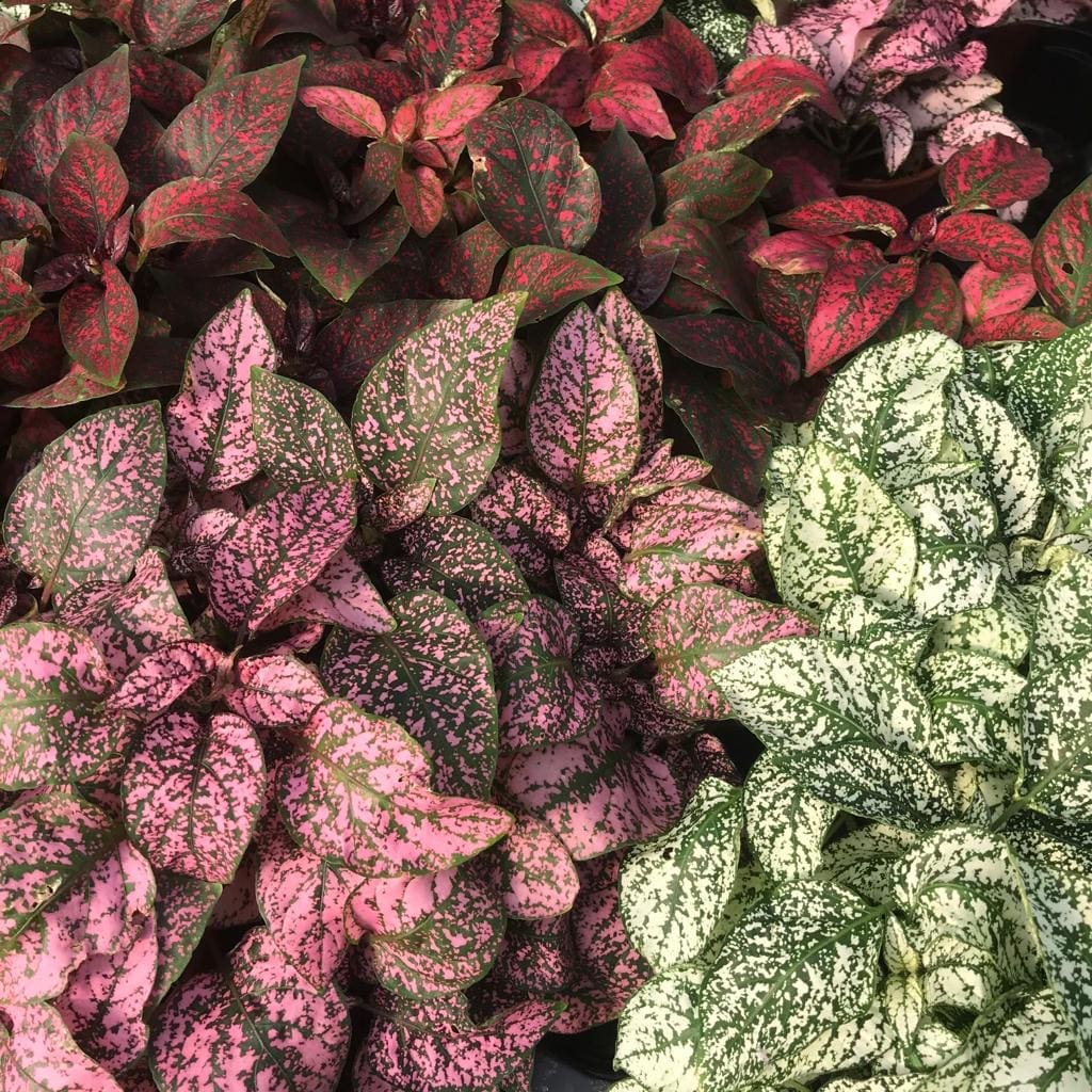 Polka Dot plant (Medium) - (Hypoestes Sp.)
