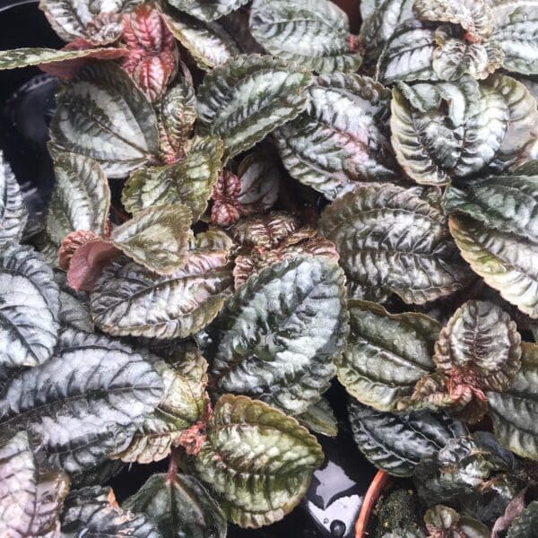 Money Plant (Medium) - (Pilea - Sp.)