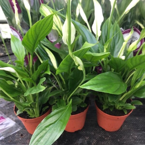 Peace Lily (Large) - (Spathiphyllum sp)