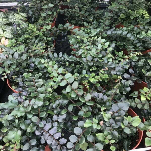 Button Fern (Large) - (Pellaea rotundifolia)