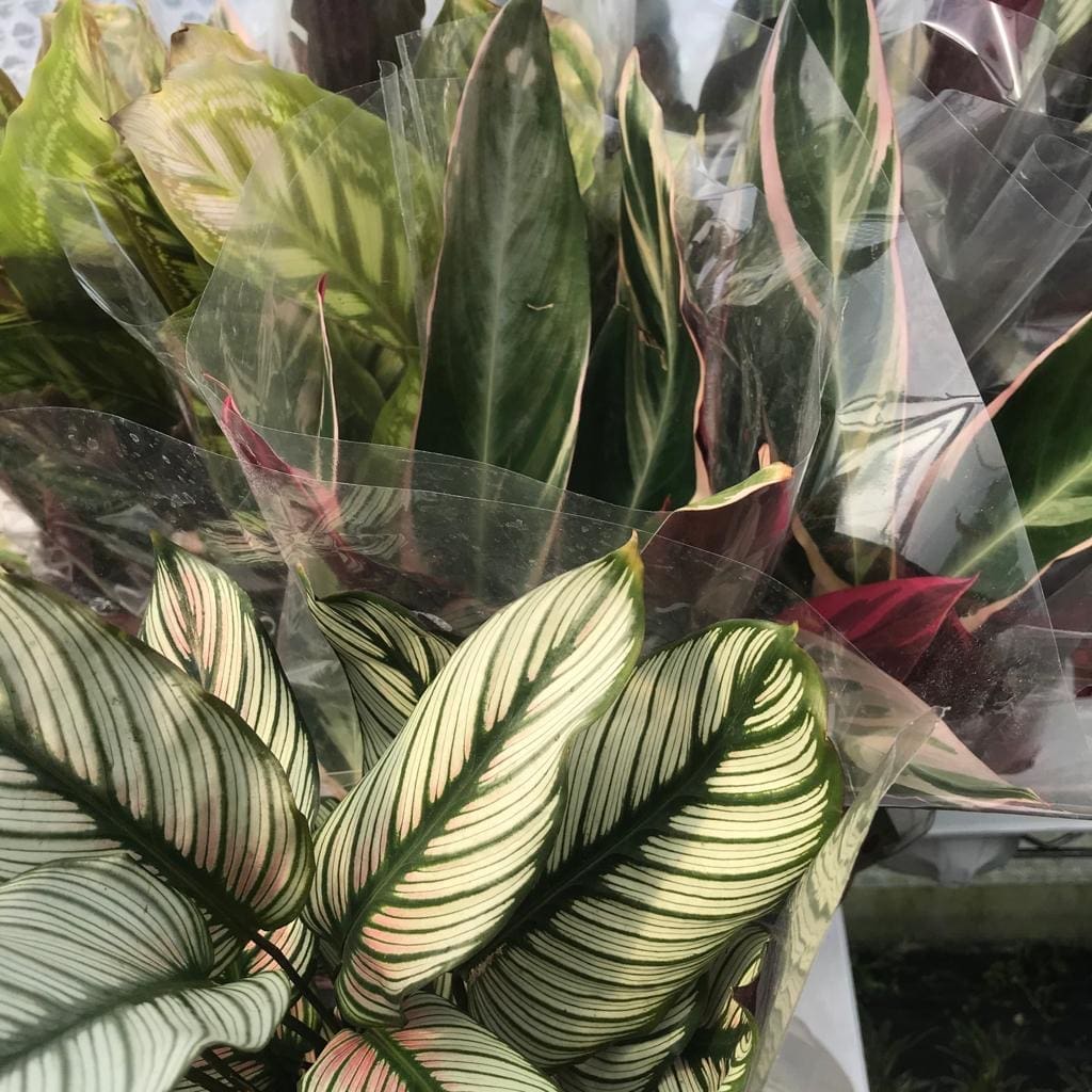 Calathea -Large - Image 2