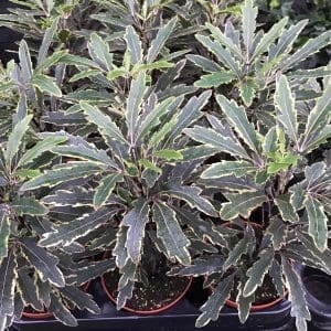 PPL434M false aralia