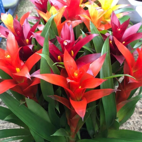 Bromeliad 'mixed colours' (Medium) - (Guzmania sp.)
