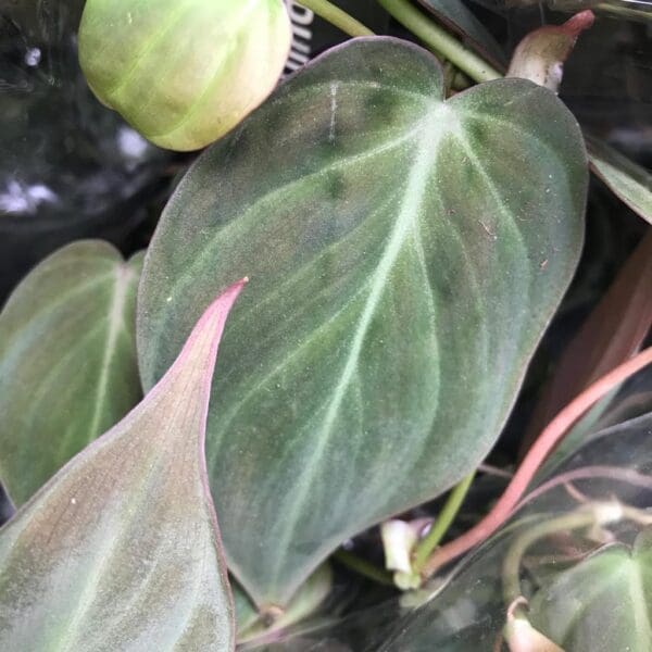 Velvet Leaf Philodendron (Large)