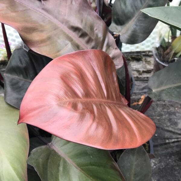 Philodendron 'Black Cardinal' (XL)