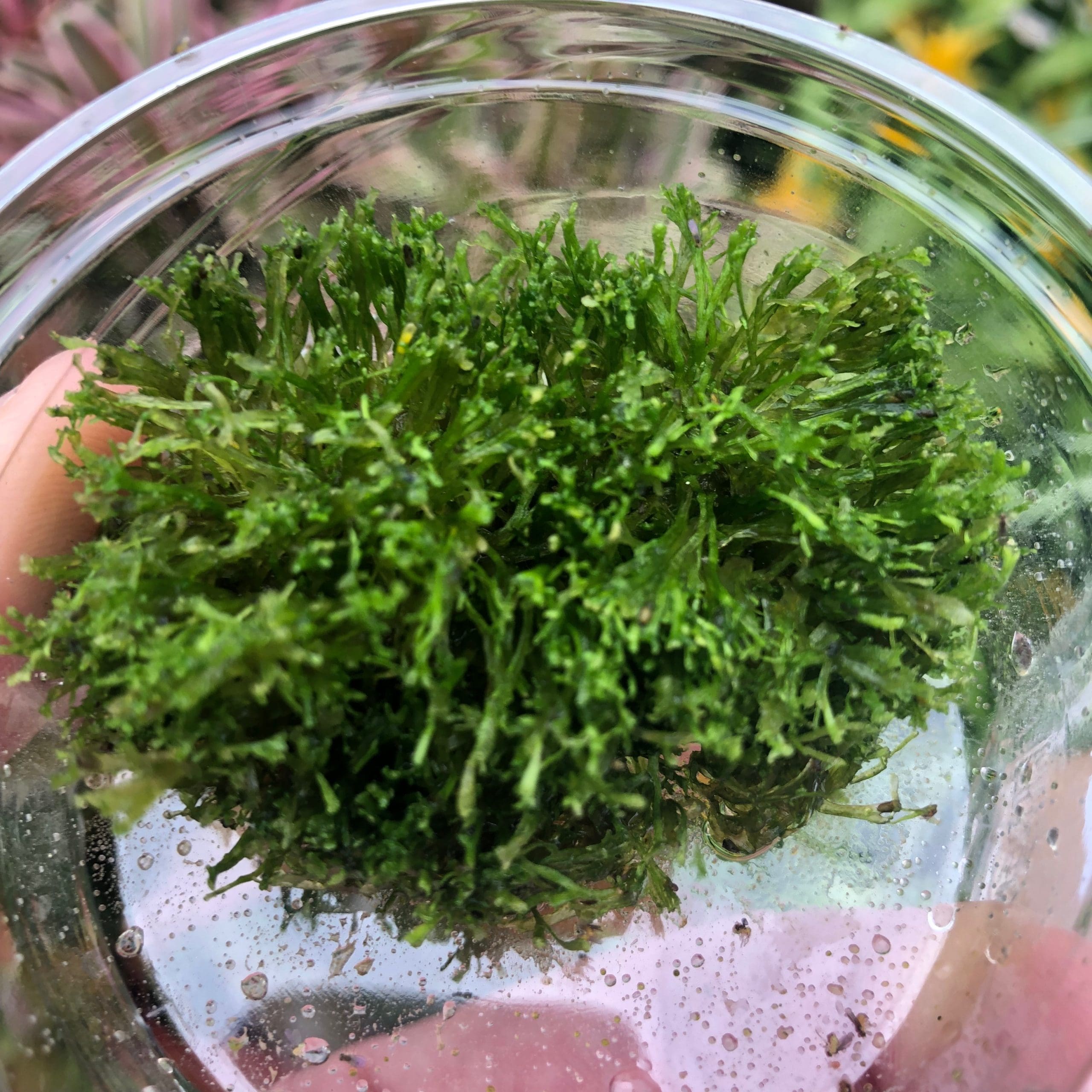Riccia Moss (80cc cup) - Riccia fluitans