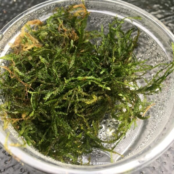 Taiwan moss (80cc cup) - Taxiphyllum alternans