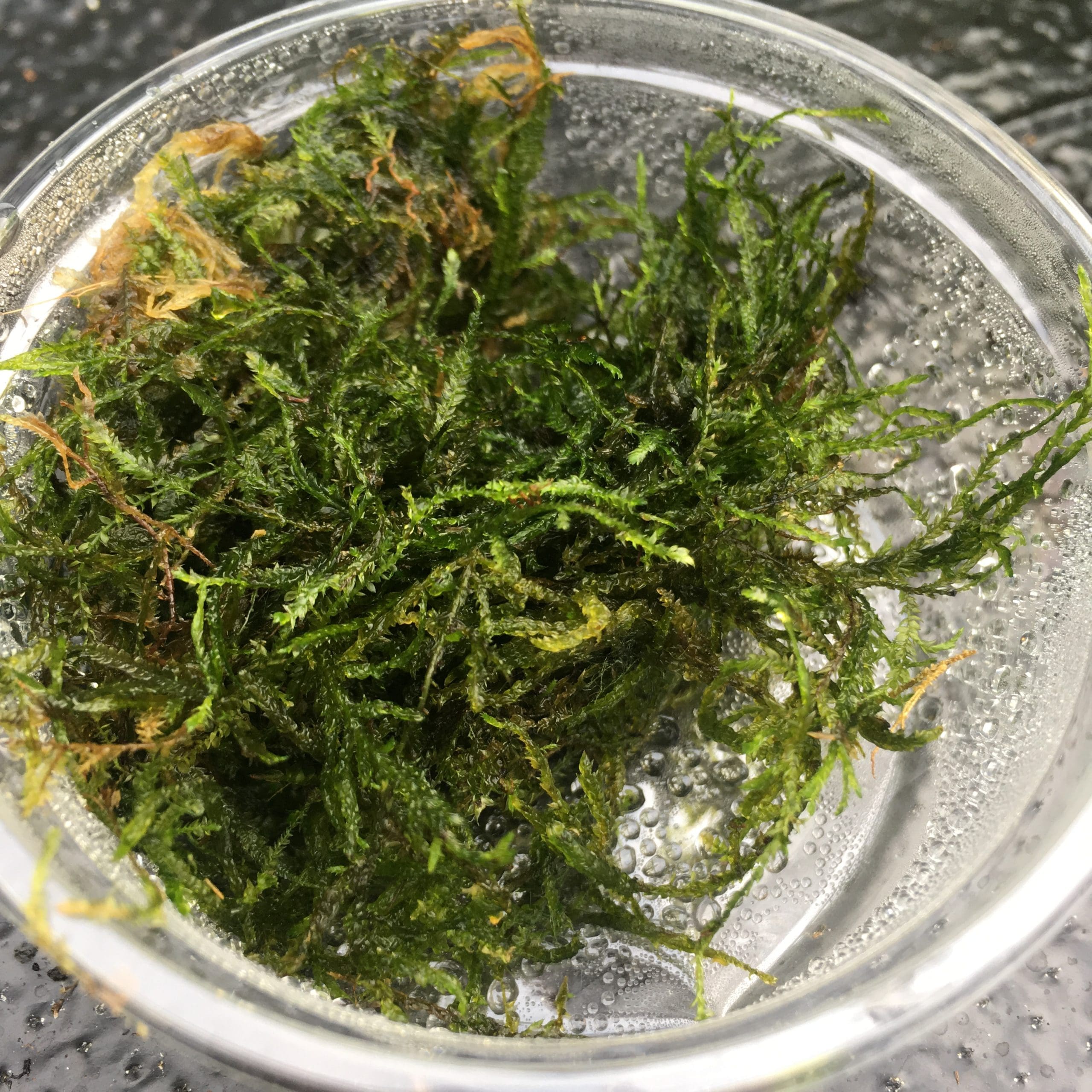 Taiwan moss (80cc cup) - Taxiphyllum alternans
