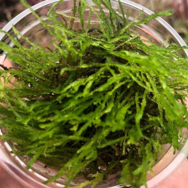 Flame Moss (80cc cup)