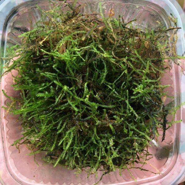 Javamoss (bulk pack) - (Vesicularia dubyana)