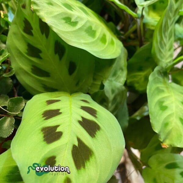 Calathea -Large