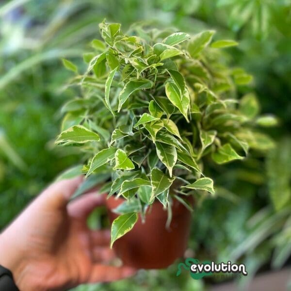 Weeping Fig 'Variegated' - Large - Ficus benjamina
