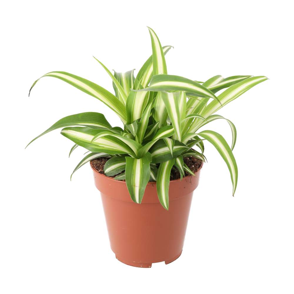 Spider Plant Large
