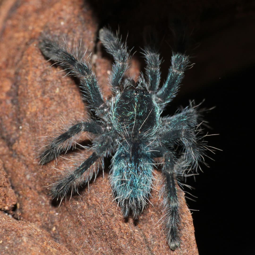 Arboreal Tarantula Terrarium Setup - Small