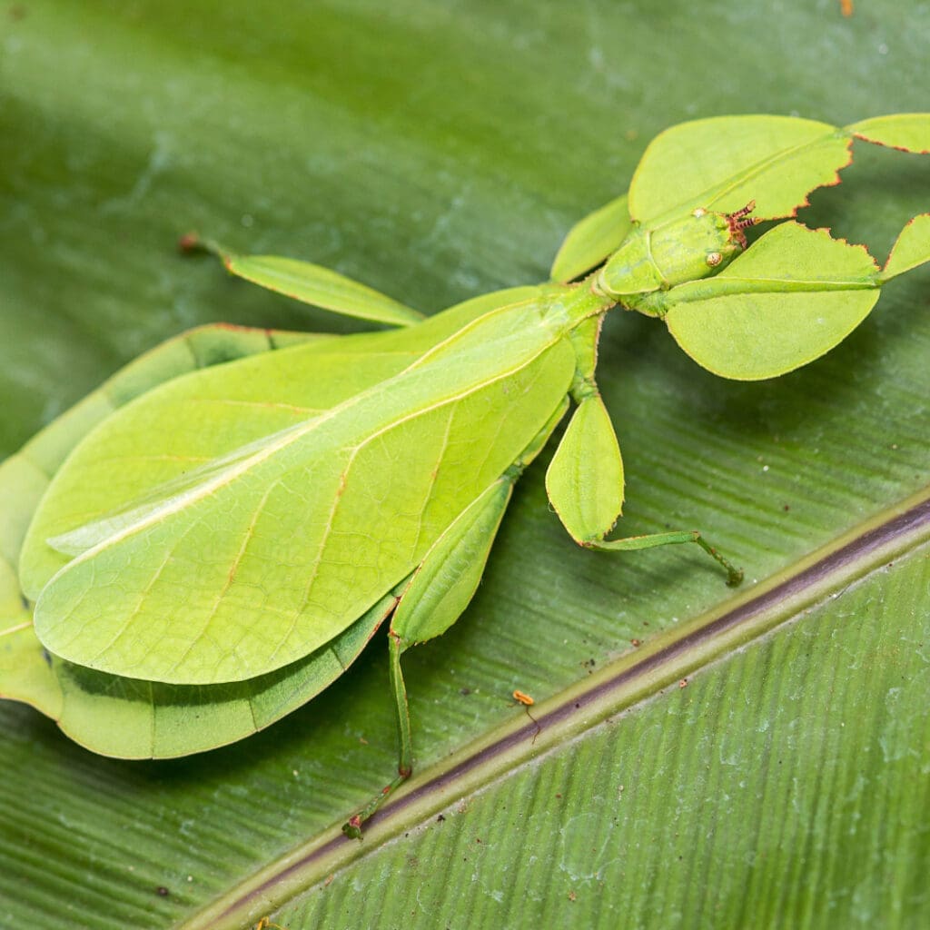 Philippine Leaf Insect