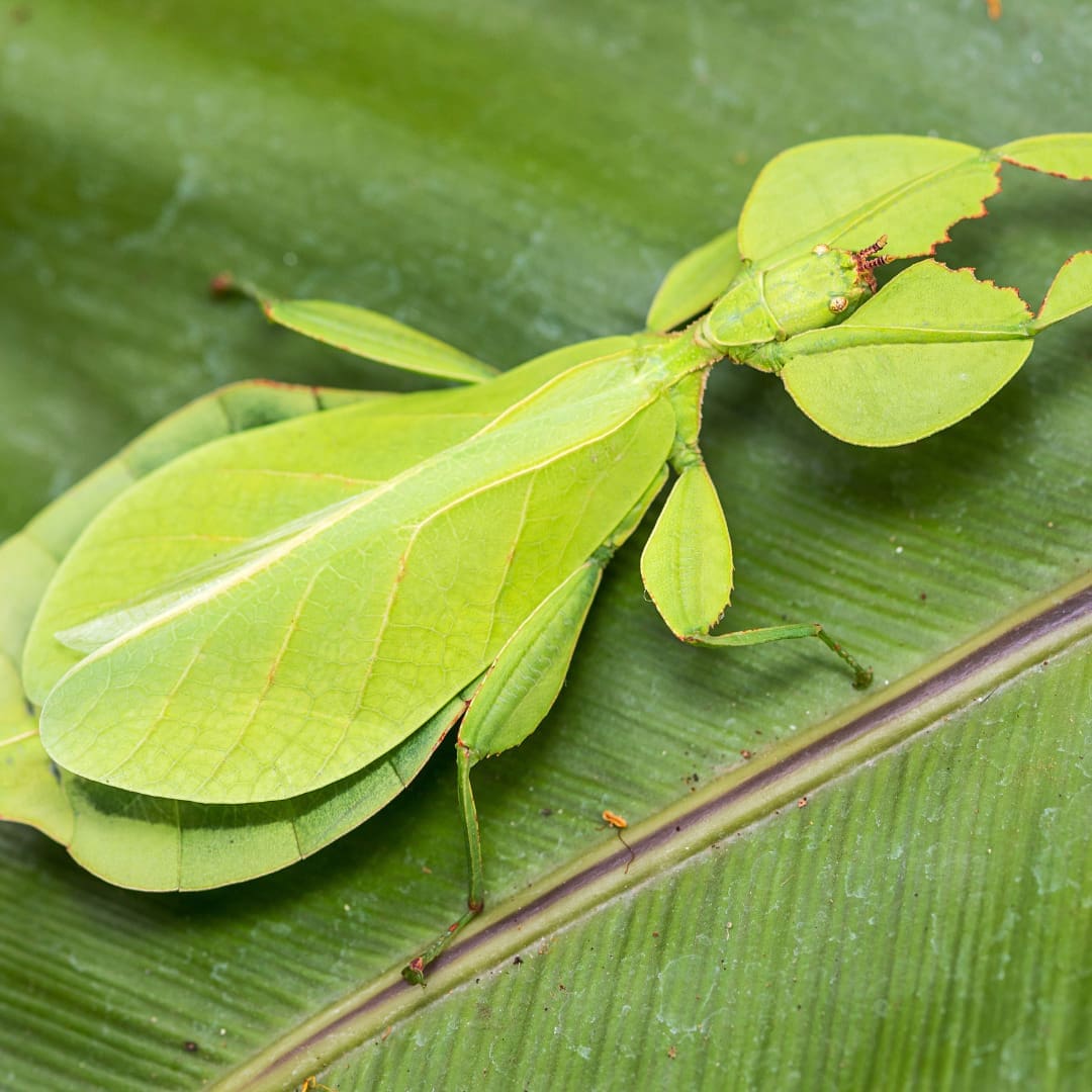 Philippine Leaf Insect