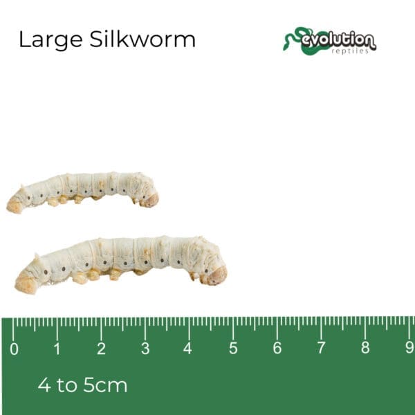 Silkworm - Large 40-50mm