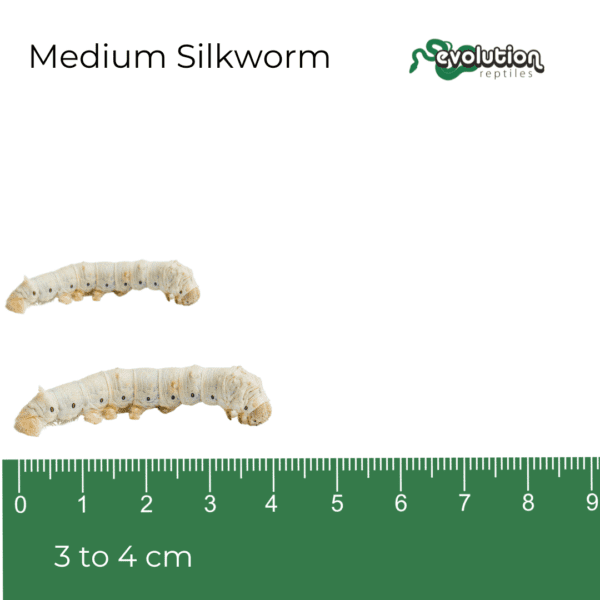 Silkworm - Medium 30-40mm