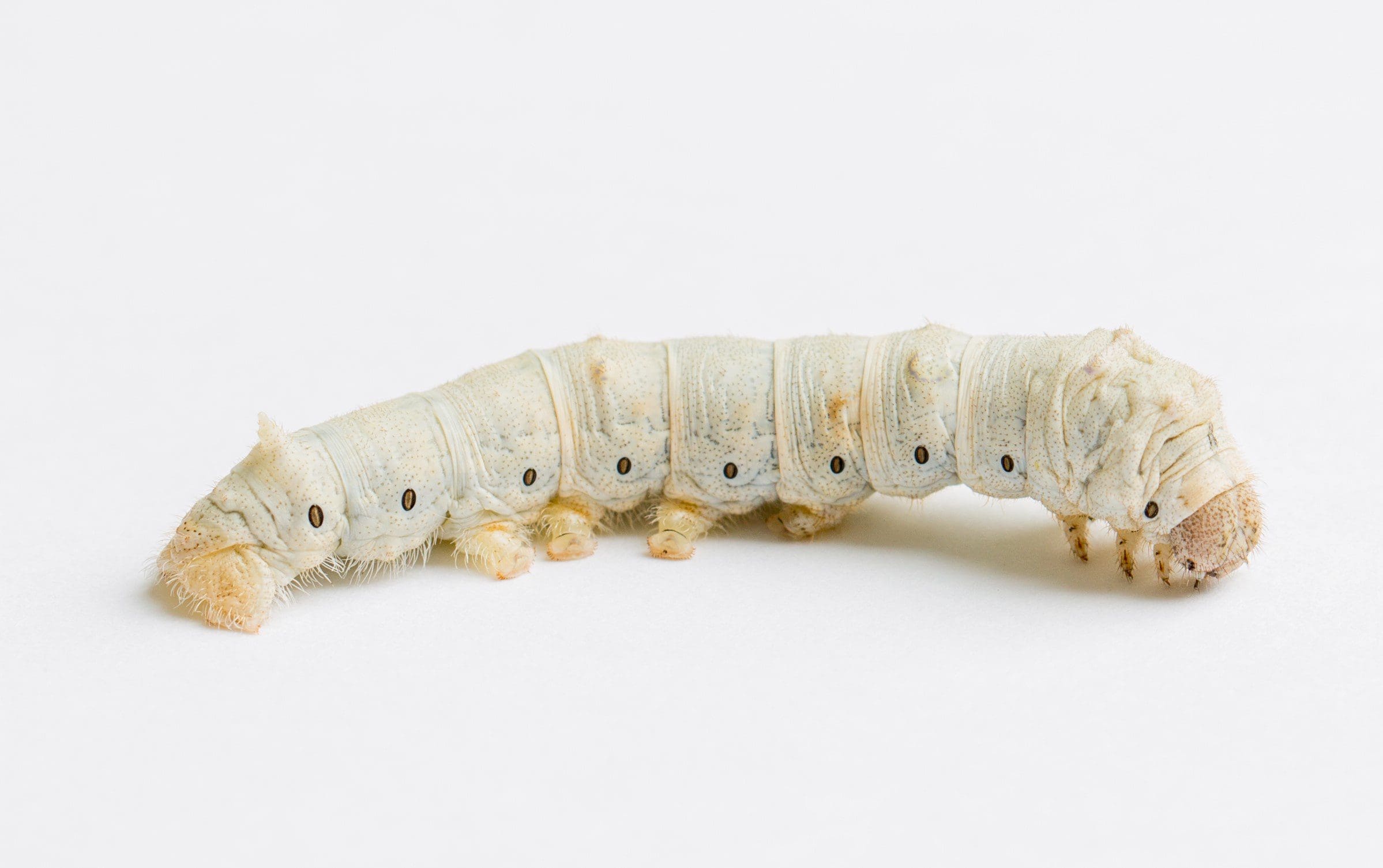 Silkworm - Small 20-30mm - Image 2