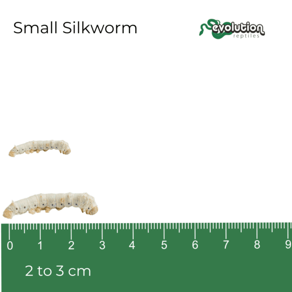 Silkworm - Small 20-30mm