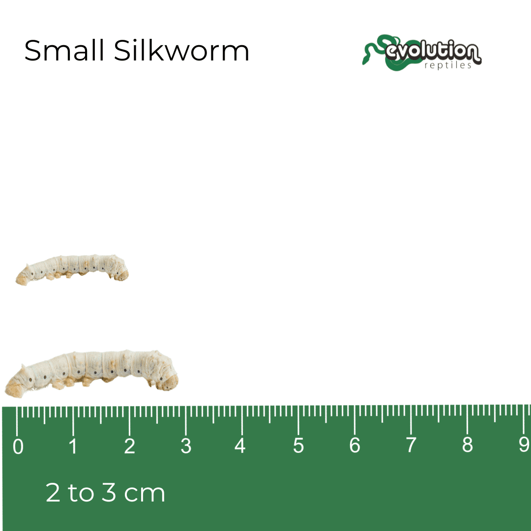 Silkworm - Small 20-30mm