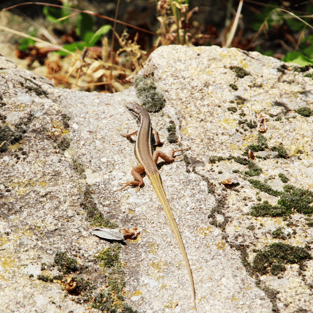 Lizard basking in the sun