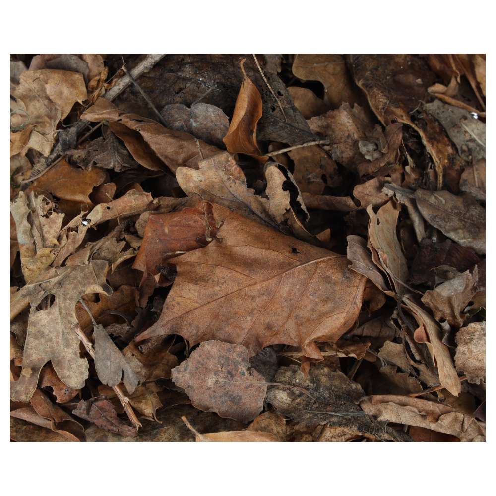 ProRep Bio Life Leaf Litter Forest 3L - Image 4