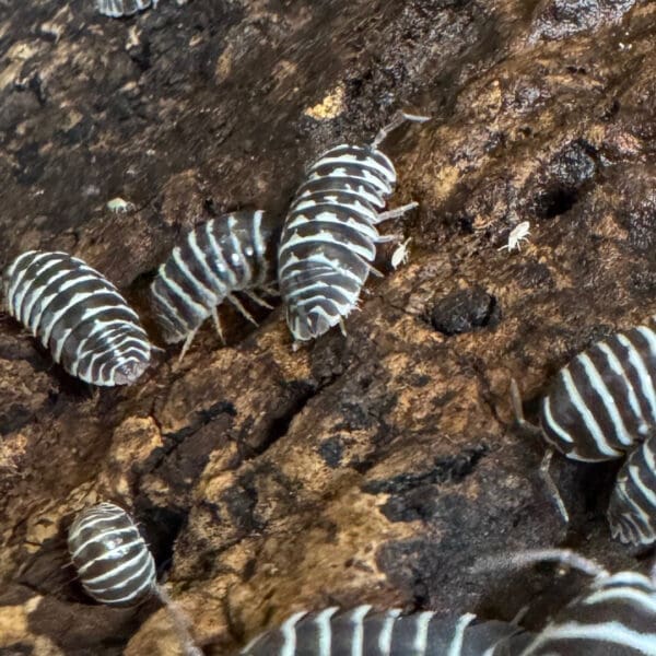 Zebra Isopods - Pack of 10
