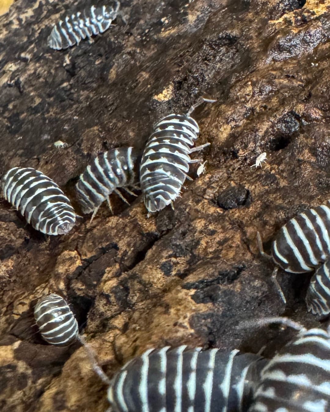 Zebra Isopods - Pack of 10