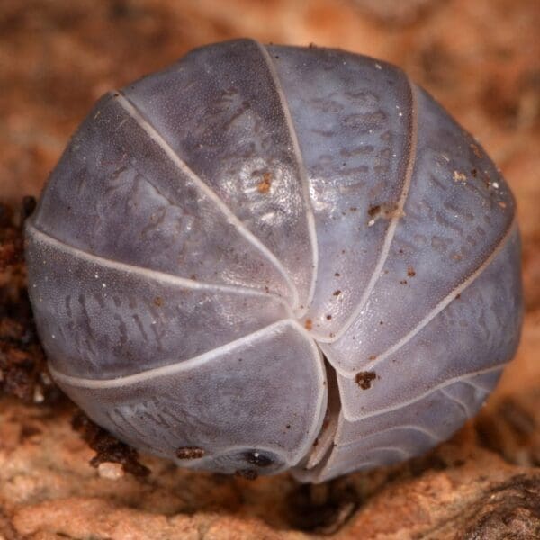 Greek Pillbug