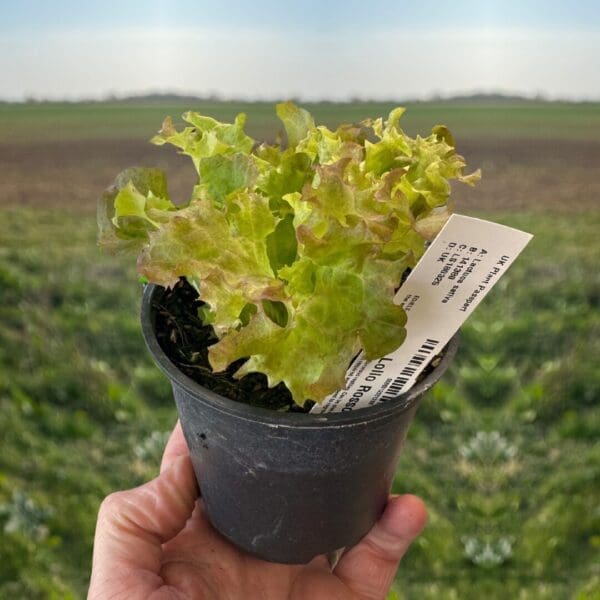 Live Food Plant - Lollo Rosso