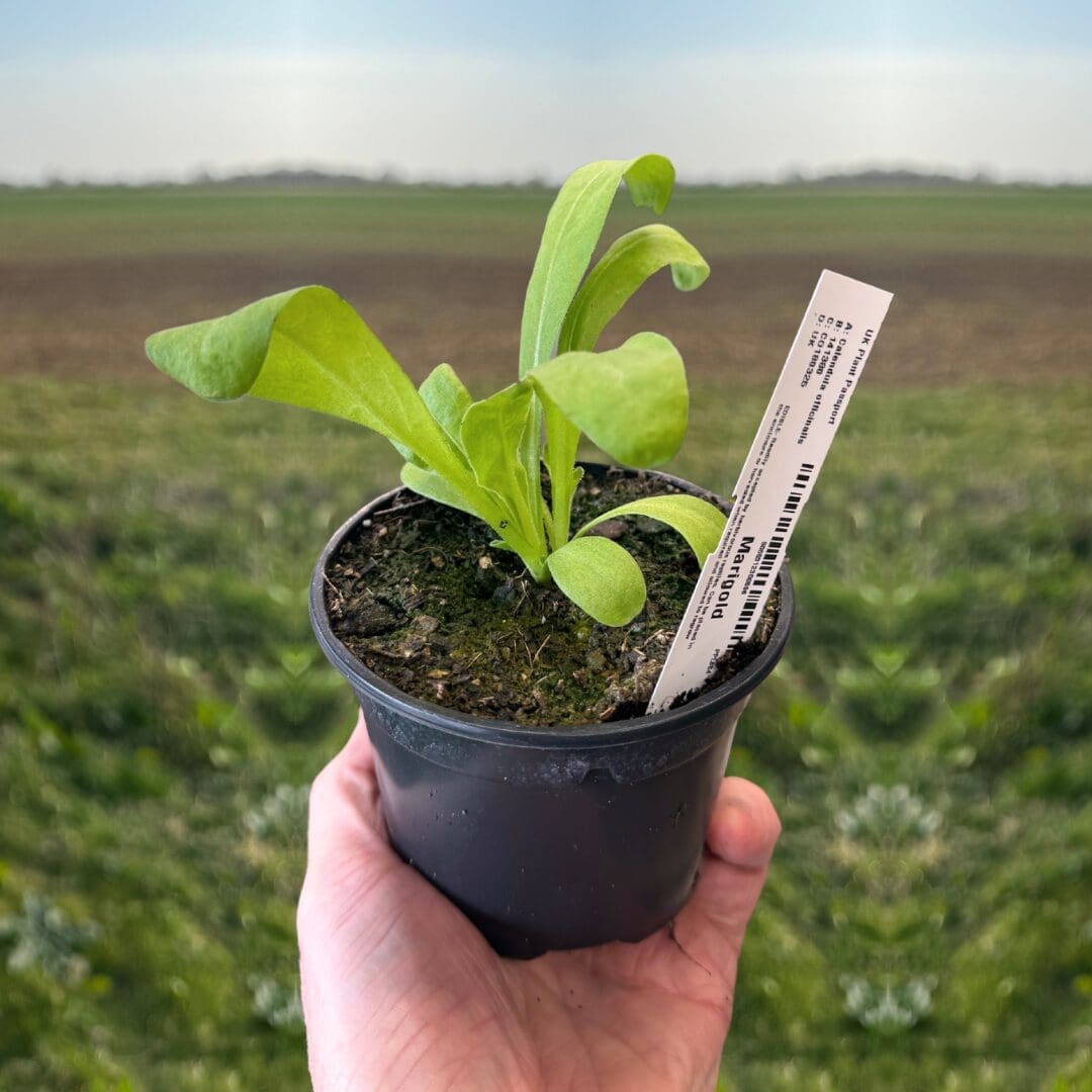 Live Food Plant - Marigold